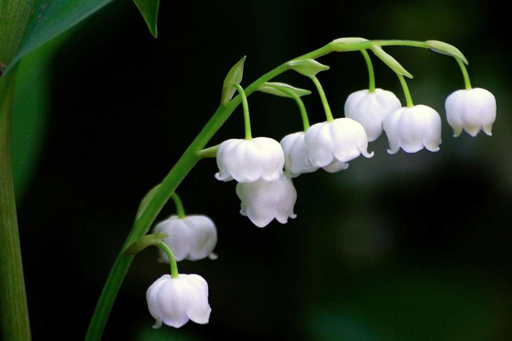 Convallaria majalis L. image